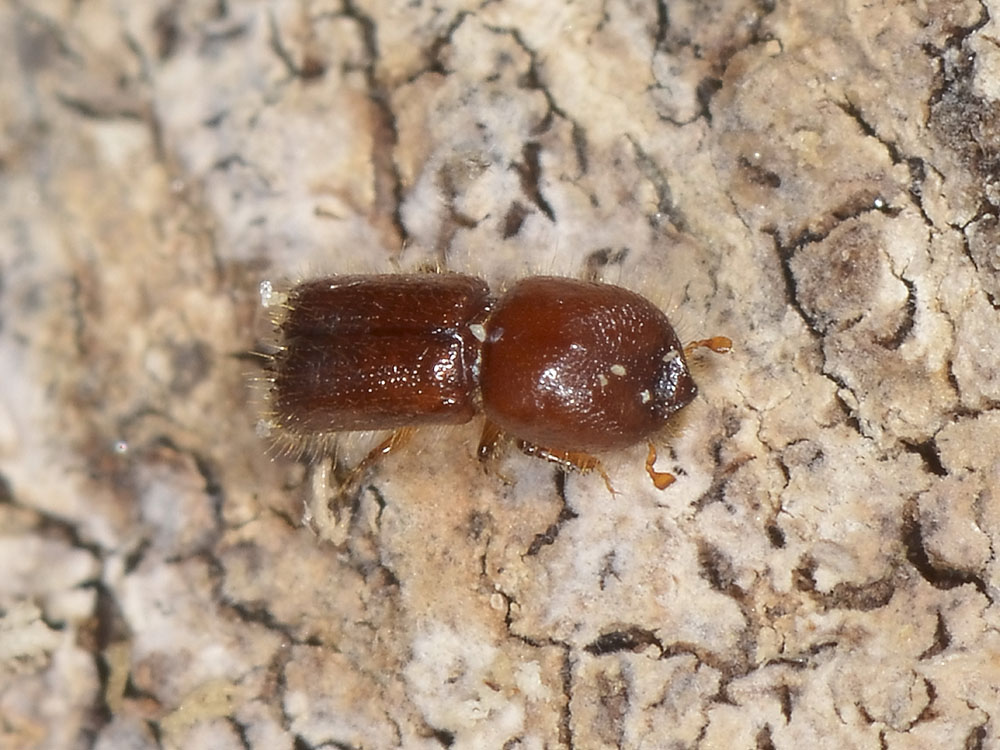 Xyleborus monographus (cf.) - Scolytidae